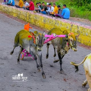 ऋषी सोलाट बैल व्यापारी संघटना👑